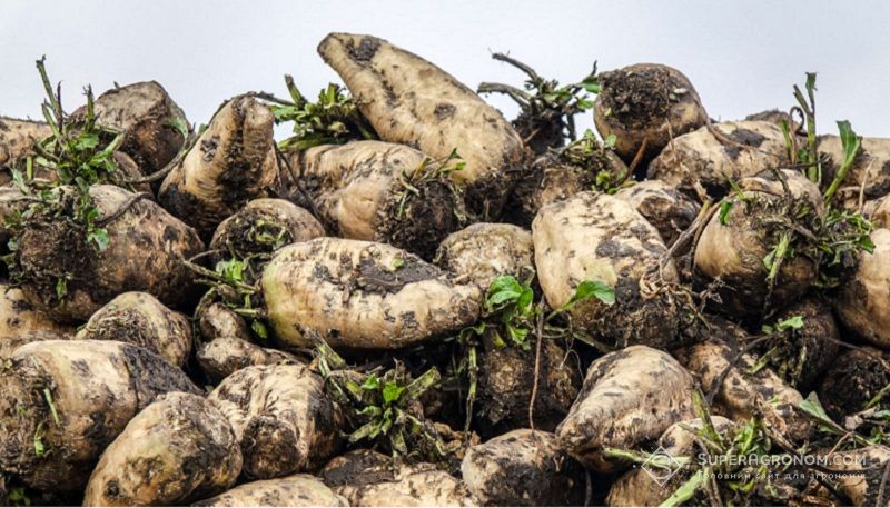 В Cygnet поділились секретами вирощування цукрових буряків в 2025 році та особливостями сезону В Cygnet поділились секретами вирощування цукрових буряків в 2025 році та особливостями сезону