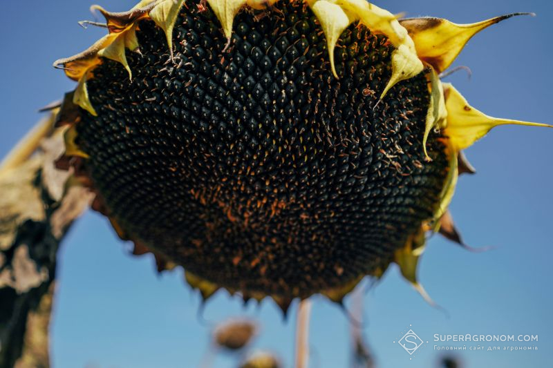 В Україні може бути дефіцит соняшнику для переробки В Україні може бути дефіцит соняшнику для переробки