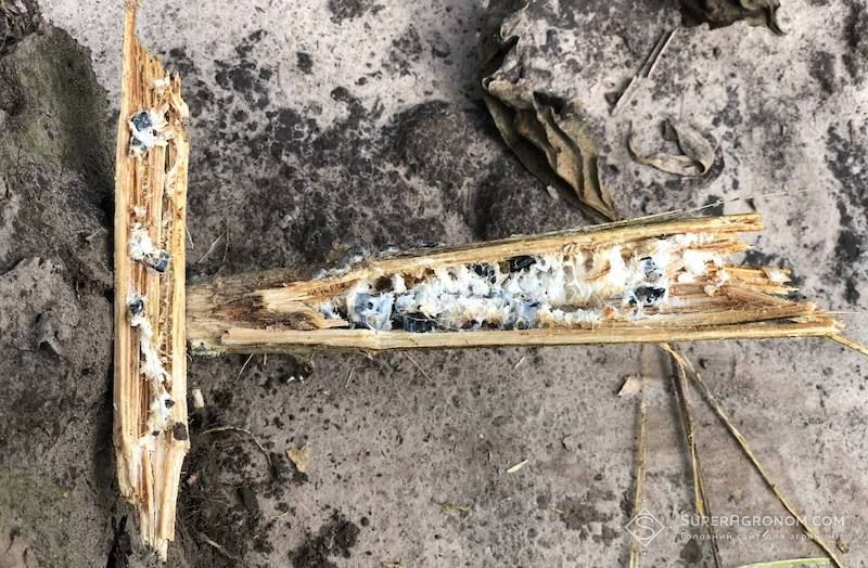 Склеротиніоз (прикоренева форма) 