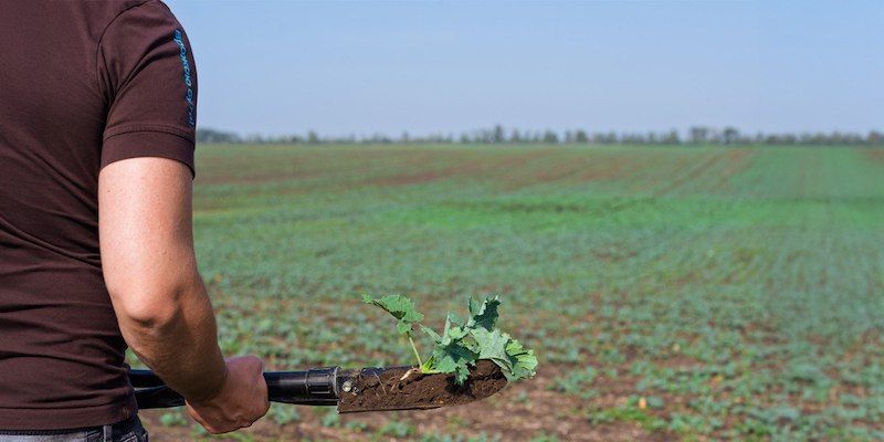 Вологість та помірні температури сприяють появі нових хвиль бур'янів в посівах ріпаку Вологість та помірні температури сприяють появі нових хвиль бур'янів в посівах ріпаку