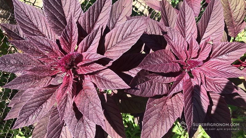 Амарант Амарант