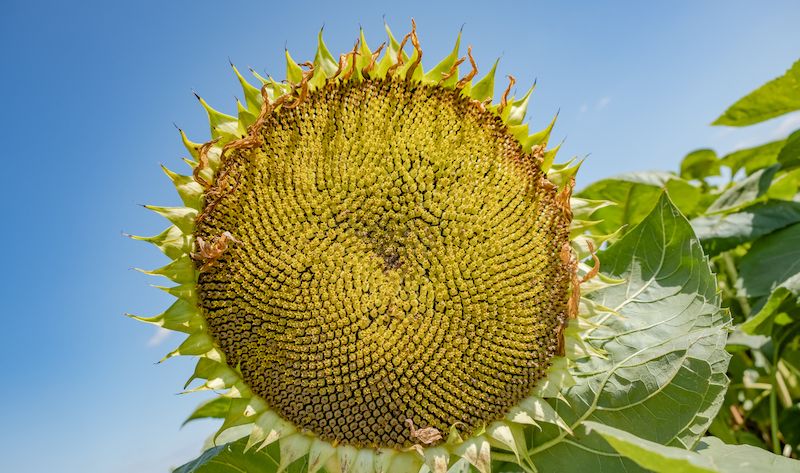 Соняшник НК Конді від Syngenta відтепер буде доступний виключно в LNZ Group