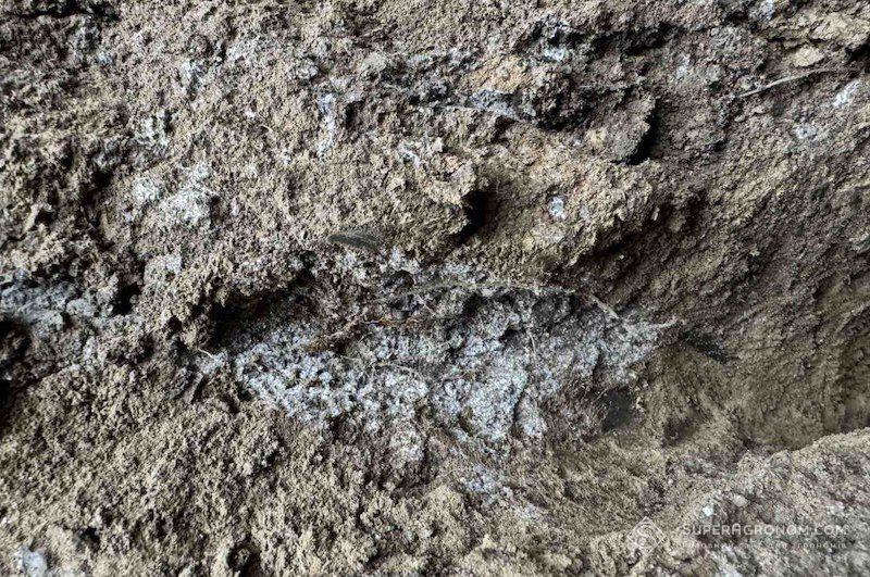 Кальцієві залежі в ґрунті на полях ФГ «Аннушка»