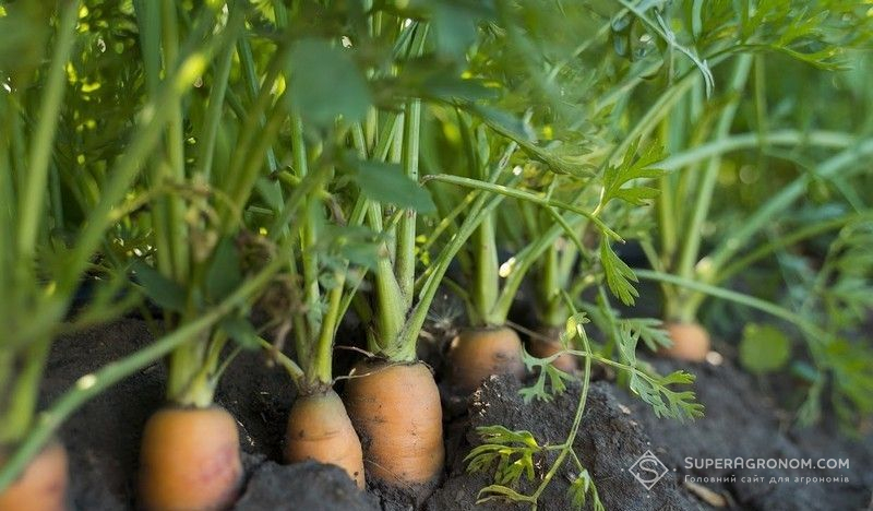 Морква Морква