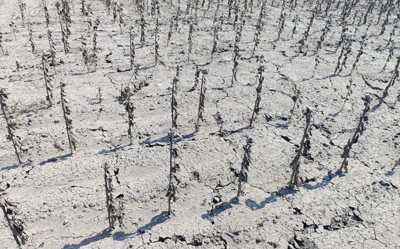 Херсонщина на межі кліматичної катастрофи: як посуха руйнує агросектор і екосистему Херсонщина на межі кліматичної катастрофи: як посуха руйнує агросектор і екосистему