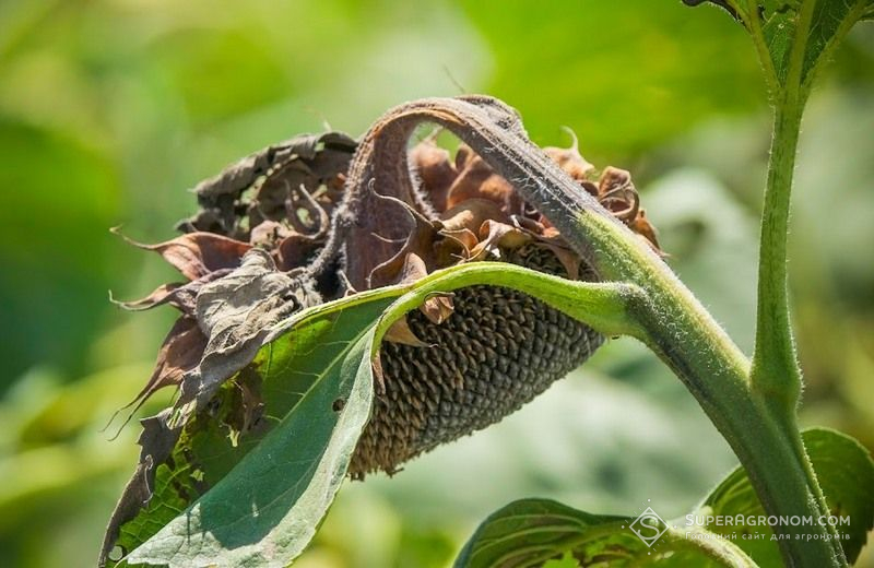 Склеротиніоз Склеротиніоз