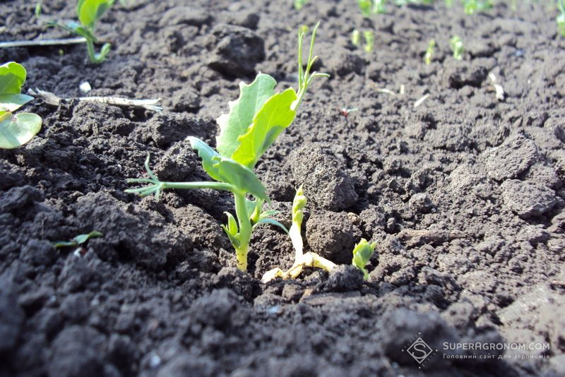 Горох Горох