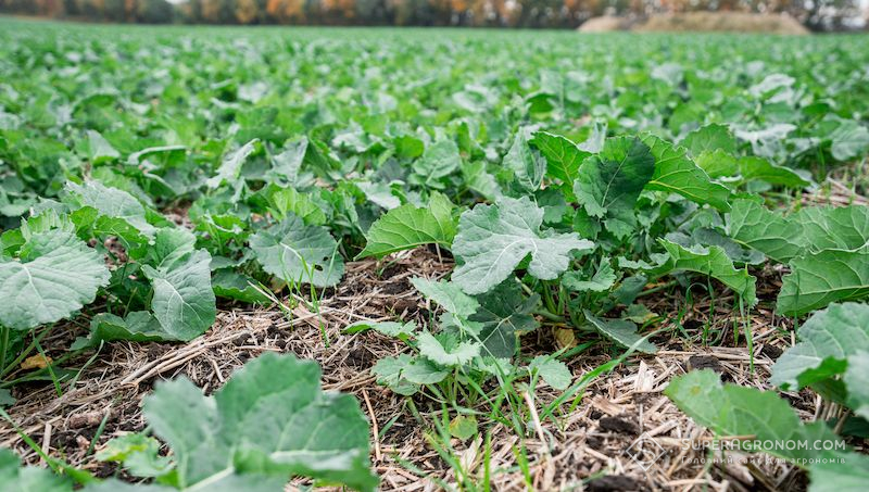 Посіви ріпаку Посіви ріпаку