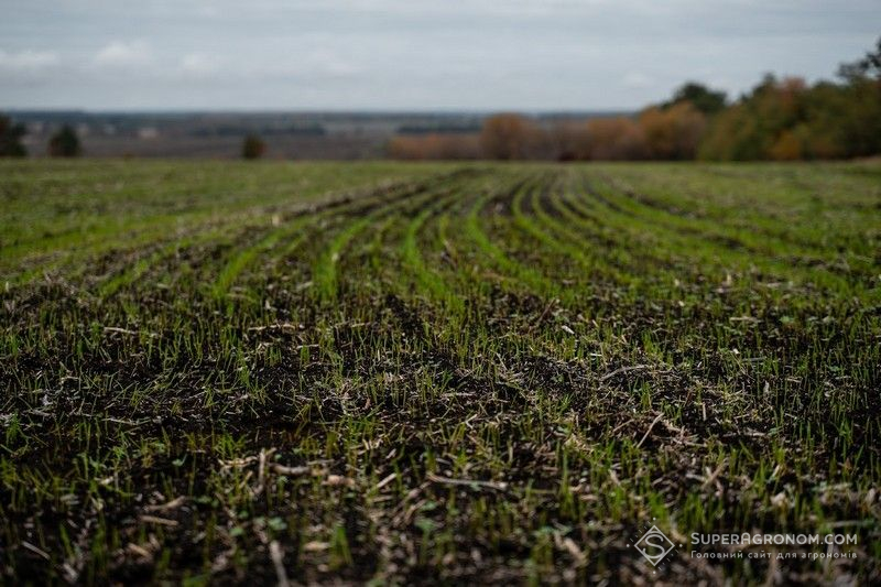 Сходи озимої пшениці