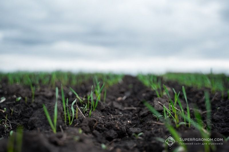 Озима пшениця Озима пшениця