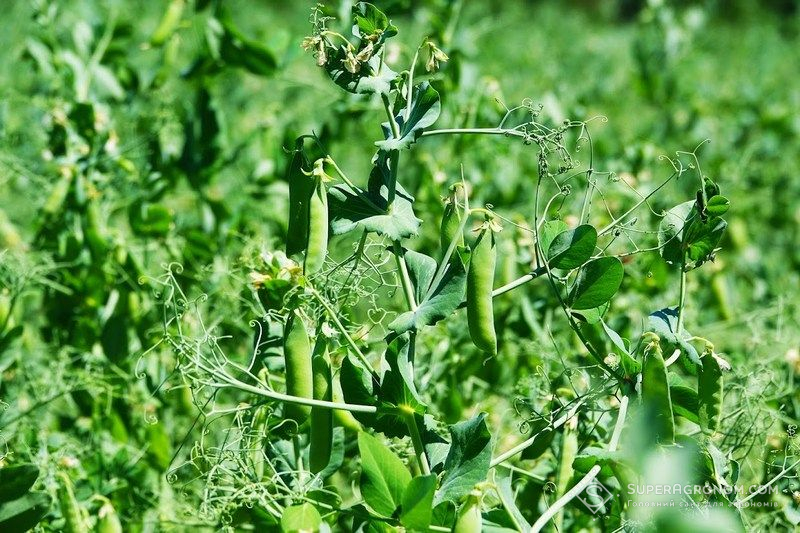 Горох Горох