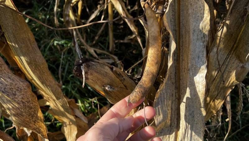 Квасоля вирощена на кукурудзі — польський фермер поділився досвідом Квасоля вирощена на кукурудзі — польський фермер поділився досвідом