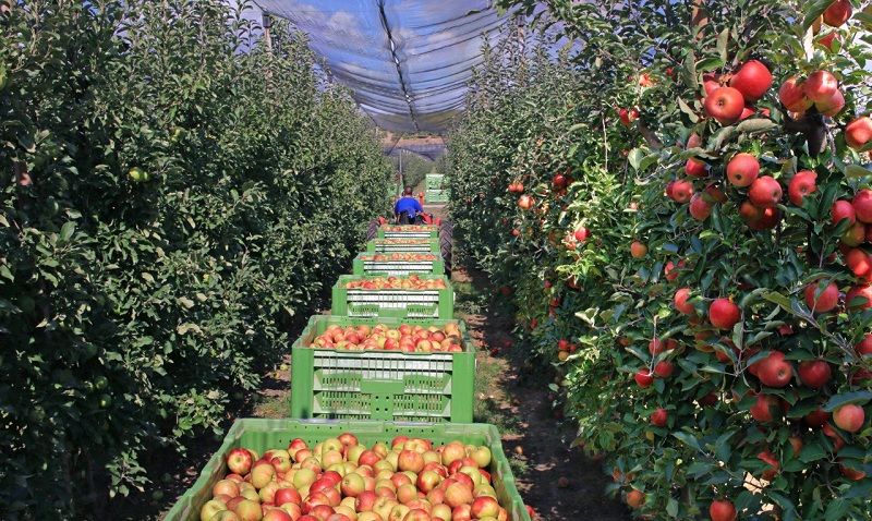 Повсюди в Україні продовжується міграція популяцій мишоподібних гризунів