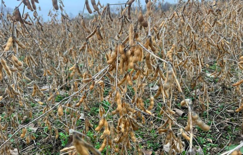 На Житомирщині соя проросла через надмірну вологу, якість зерна погіршилась