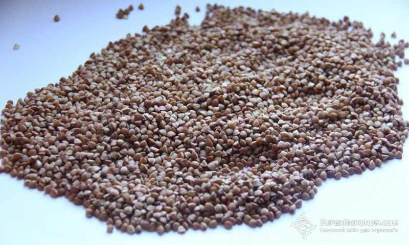 УВрожай гречки