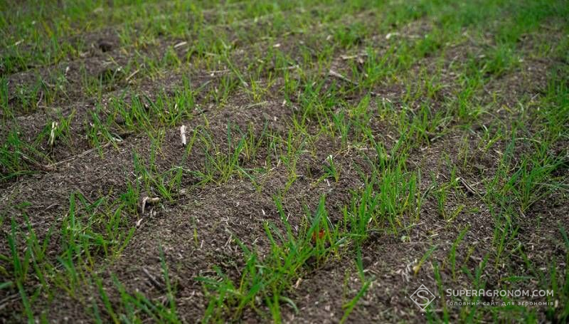 Озимі культури можна сіяти й у грудні, якщо для цього є певні умови — науковець