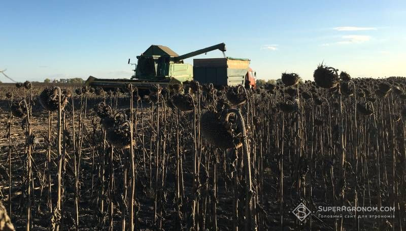 Збирання соняшнику