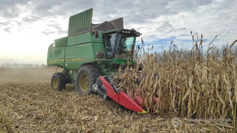 Ціни на українську кукурудзу мають висхідний характер через повільне збирання врожаю 2025