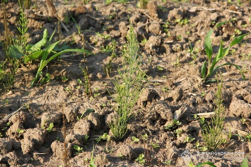 Помилки у застосуванні ґрунтових гербіцидів та їхні наслідки назвав фахівець