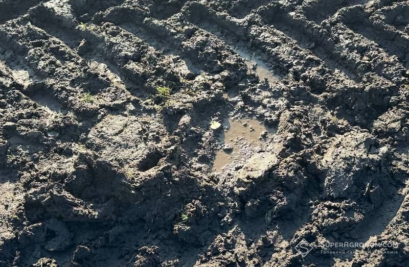 На Херсонщині за 3 тижні випало 70 мм опадів, такої ситуації з вологою не було 10 років