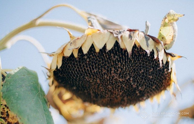 Соняшник Соняшник