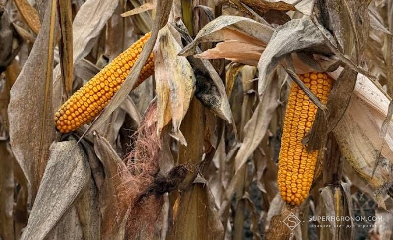2025 рік один з найгірших за темпами збирання кукурудзи — Barva Invest 2025 рік один з найгірших за темпами збирання кукурудзи — Barva Invest