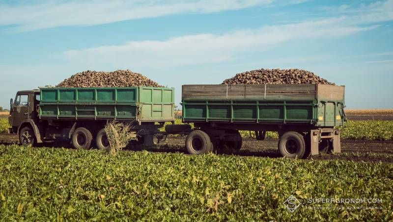 Збирання врожаю цукрових буряків