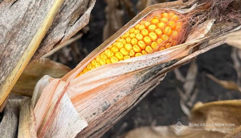 Кукурудзу на Волині збирають з вологістю 26-28%