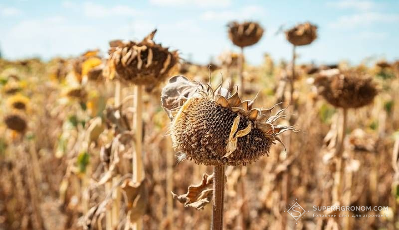 Урожайність соняшнику на 1 тонну вищу отримали на Кіровоградищні за no-till
