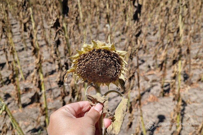 Найнижчі показники врожайності сої та соняшнику до 1 т/га фіксують в південних областях