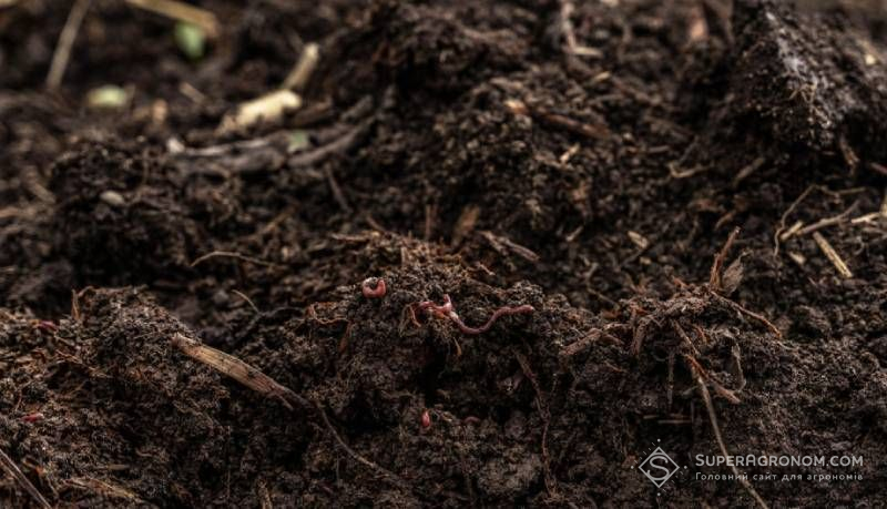 10,8 т/га пшениці завдяки вермикомпосту отримувало господарство з Київщини навіть у неврожайний рік 10,8 т/га пшениці завдяки вермикомпосту отримувало господарство з Київщини навіть у неврожайний рік