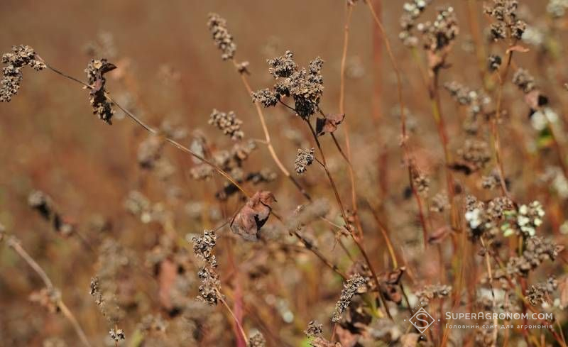 Урожайність гречки на Кіровоградщини 1 т/га — це нижче межі окупності