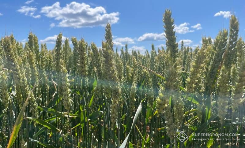 Потреба в сірці для багатьох культур становить приблизно 1/12 від їхньої потреби в азоті — дослідження Потреба в сірці для багатьох культур становить приблизно 1/12 від їхньої потреби в азоті — дослідження