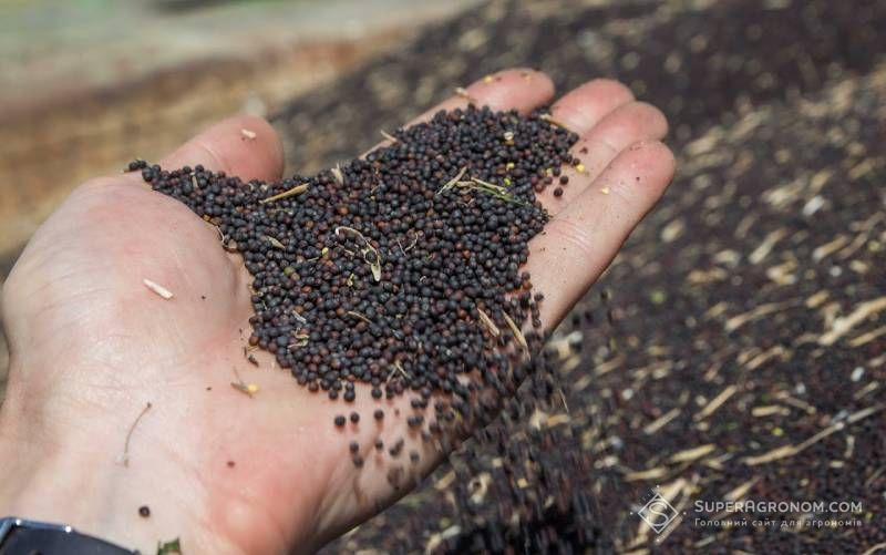 Урожай ріпаку