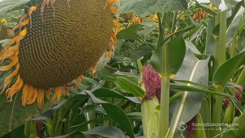 Ефективність агровиробництва залежить не від обсягу урожаю, а від економіки витрат: дослідження Ефективність агровиробництва залежить не від обсягу урожаю, а від економіки витрат: дослідження