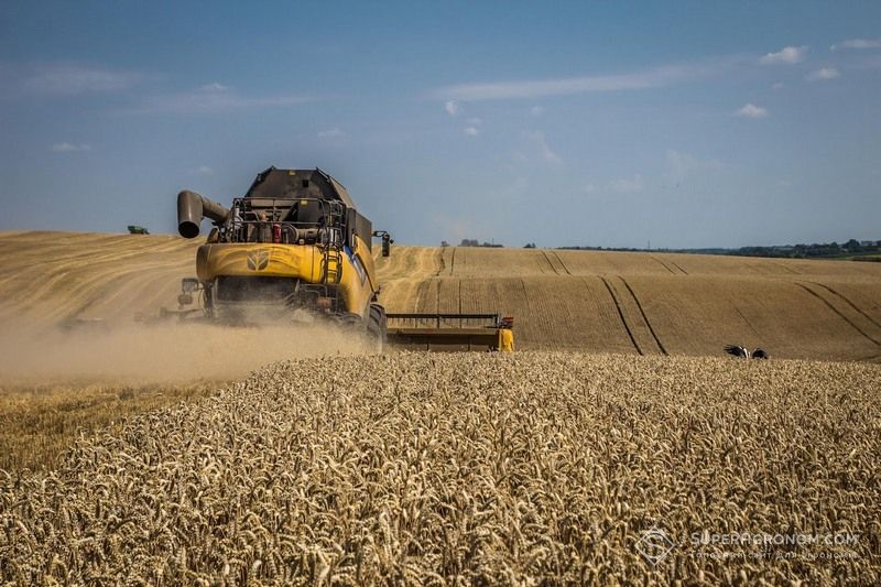 Збирання пшениці Збирання пшениці
