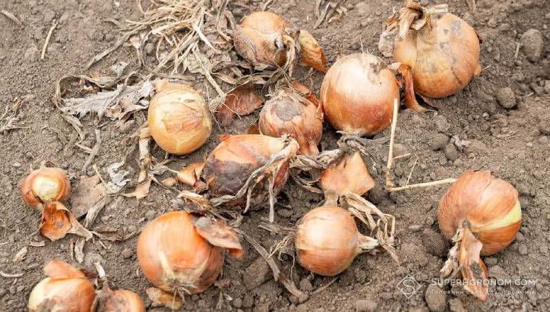 Цибулю дешевше знищити, ніж зібрати: аграрії Хмельниччини залишають урожай у полі