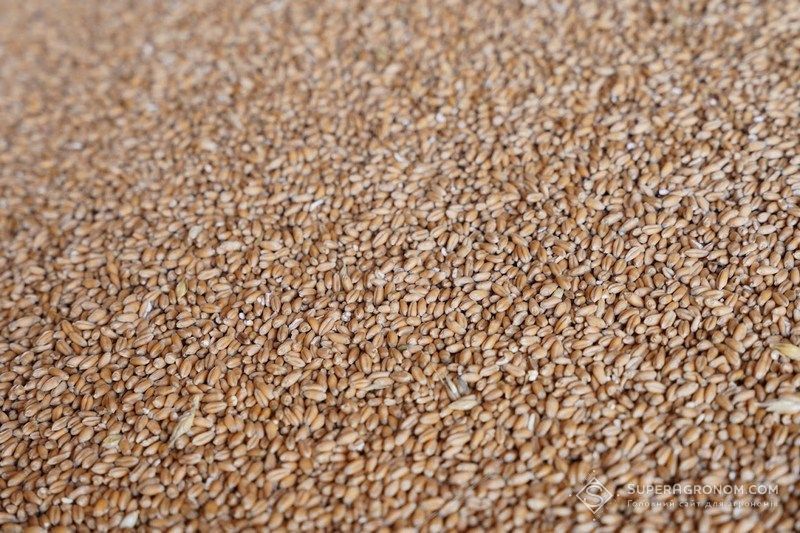 По всій Україні обсяг виробництва с/г продукції зменшився, окрім Закарпаття