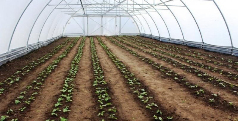 Огірки в монокультурі: досвідом вирощування поділились на Полтавщині