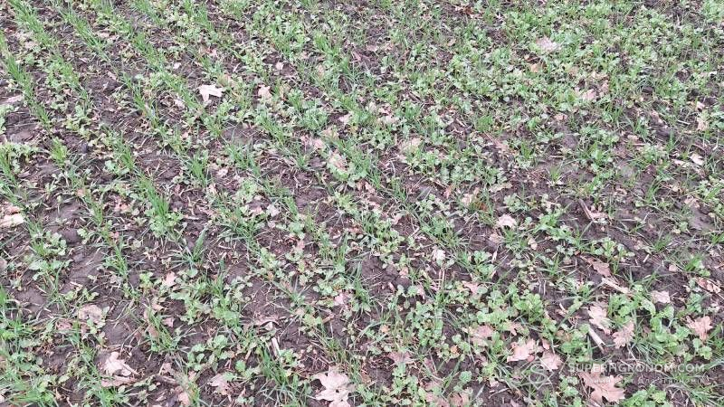 Падалиця ріпаку в посівах пшениці