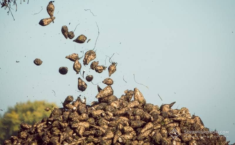 Урожай цукрового буряку