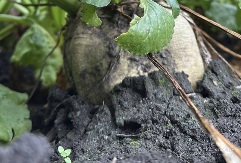 Результатами дослідження із внесення збільшених норм дигестату поділились у господарстві на Хмельниччині