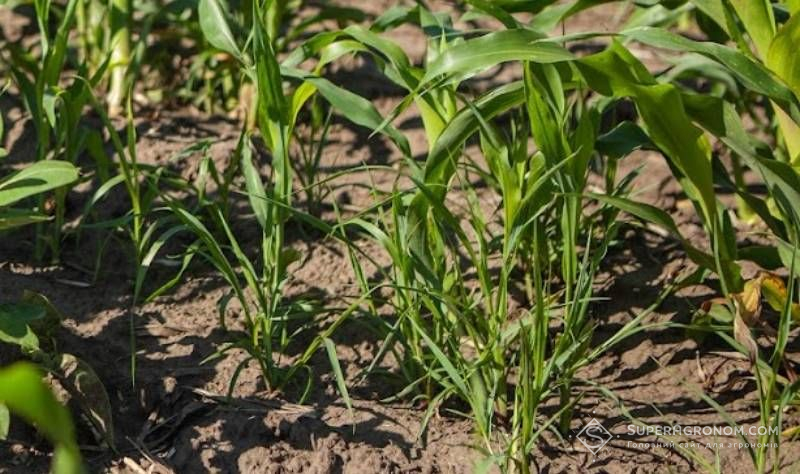 Bayer вивів на світовий ринок новий гербіцид проти резистентних бур’янів