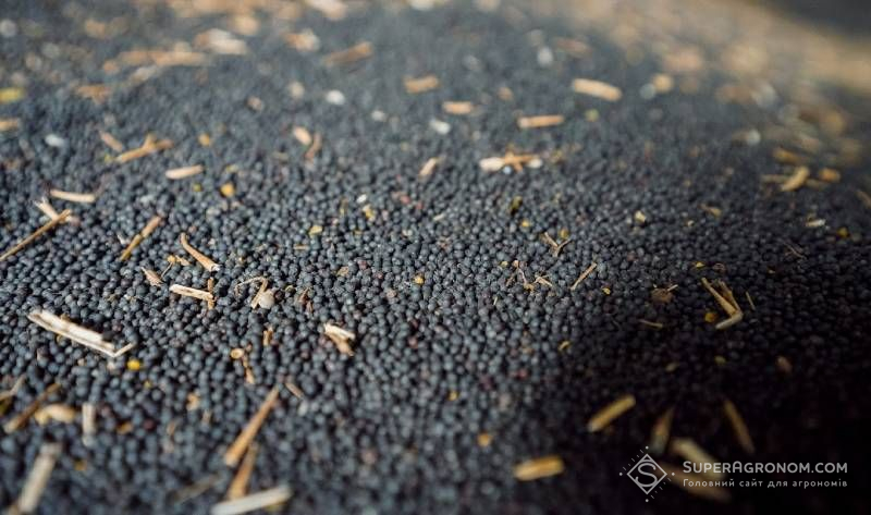 Урожай ріпаку