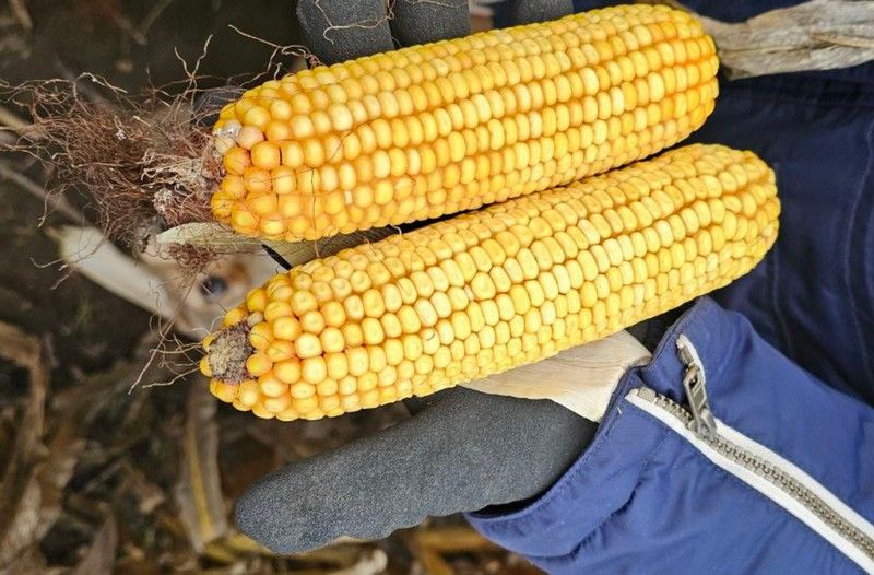 Качани кукурудзи Качани кукурудзи