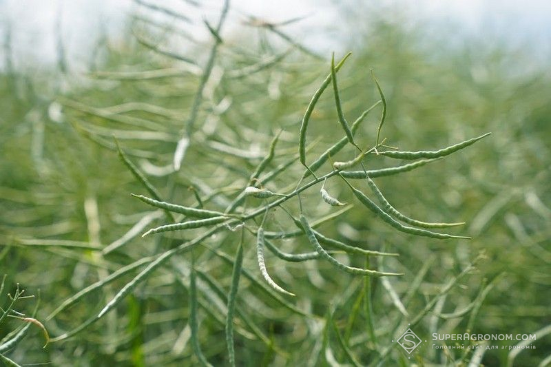 Озимий ріпак Озимий ріпак