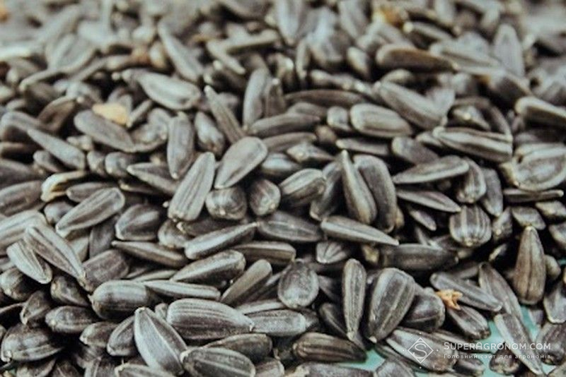 Соняшник Соняшник