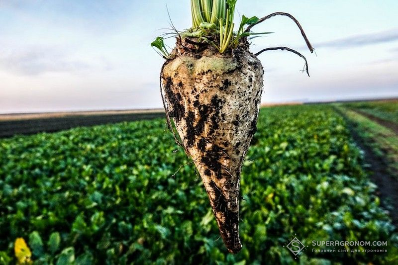 Цукровий буряк Цукровий буряк