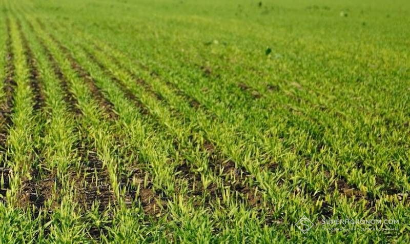 Посіви озимої пшениці Посіви озимої пшениці