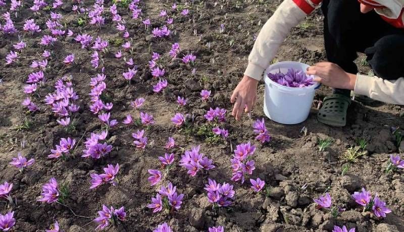 Збирання врожаю шафрану у 2024 році